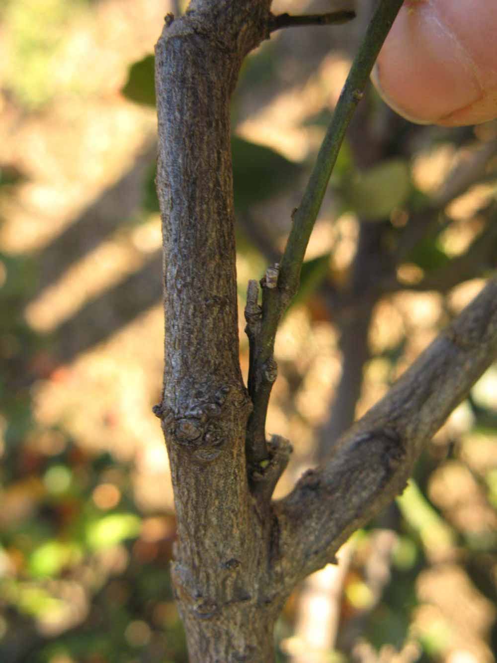              Second - third year twig (Winter Haven, FL)       